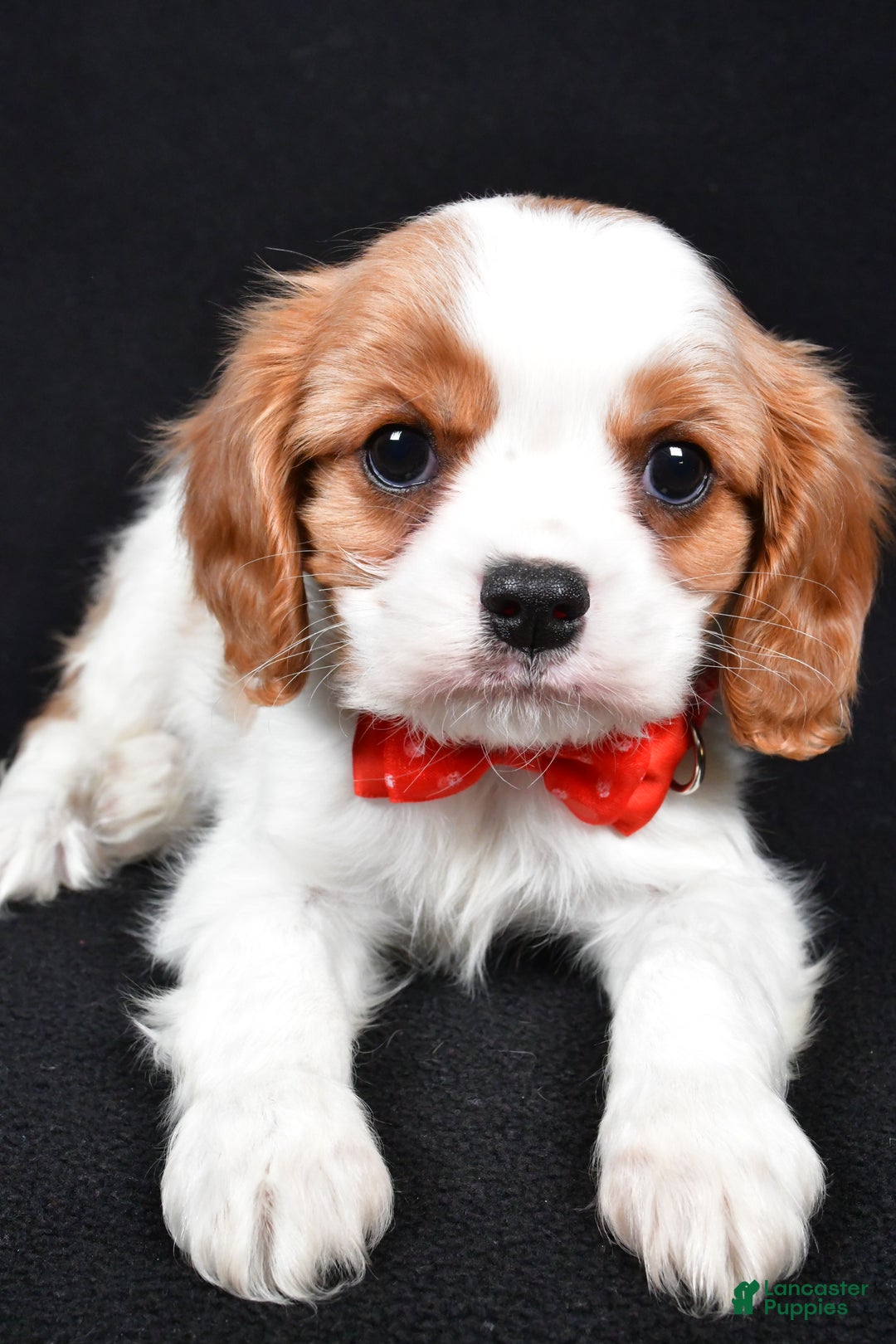 Cavalier King Charles Spaniel dogs for sale: Trevor - Ad 8