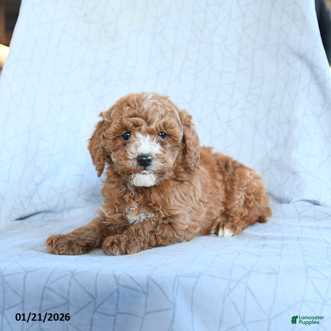 Cavapoo dogs for sale: Timber - Ad 2