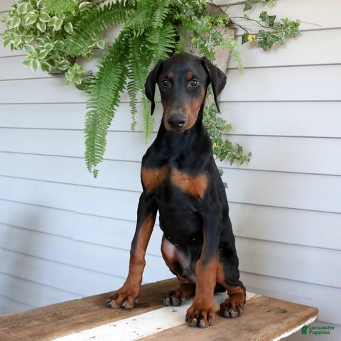 Doberman Pinscher dogs Wyatt - Ad 2