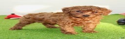 Miniature Poodle dogs for sale: Champ - Ad 7