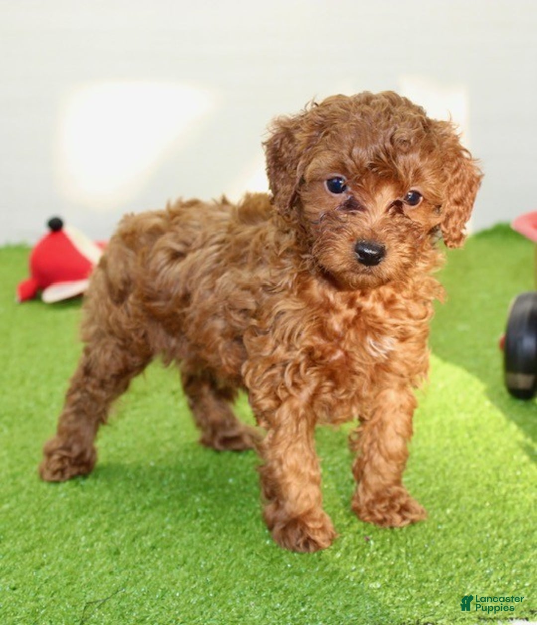 Miniature Poodle dogs for sale: Champ - Ad 7