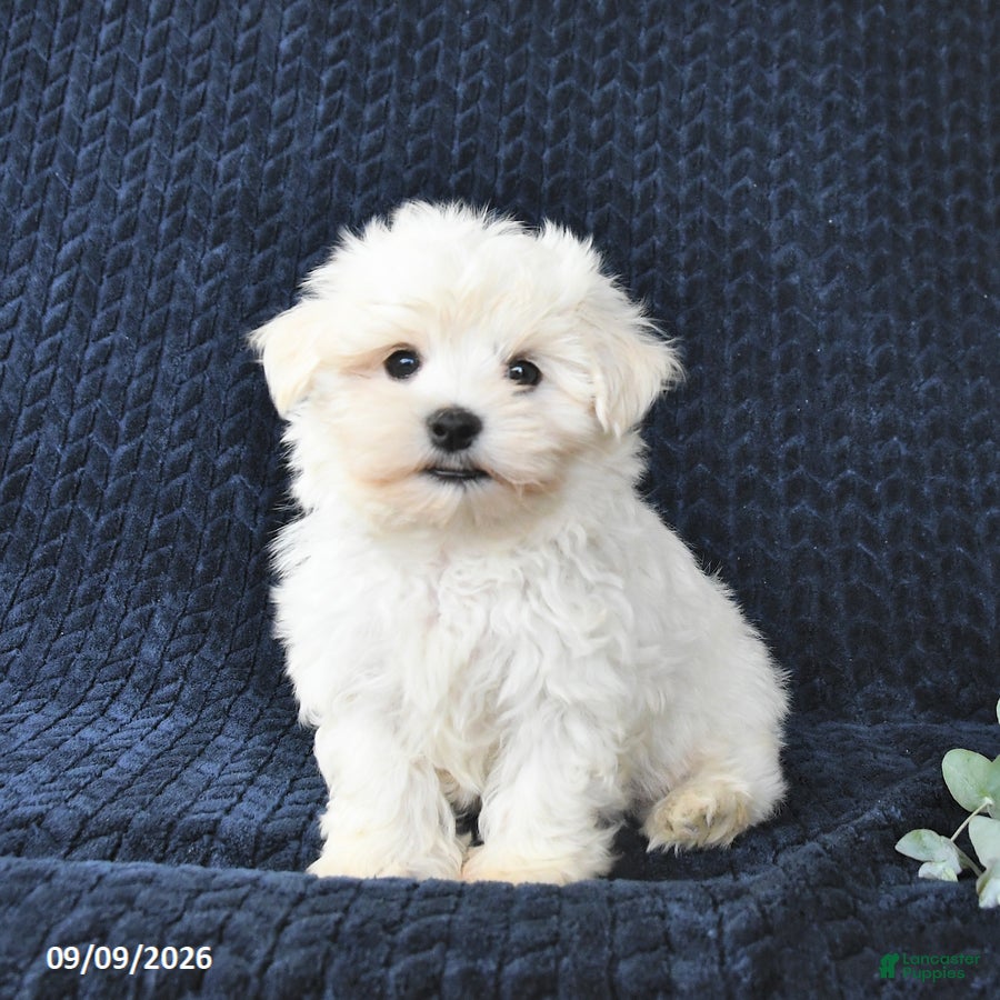 Maltese dogs Tyler - Ad 1