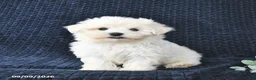Maltese dogs for sale: Tyler - Ad 1