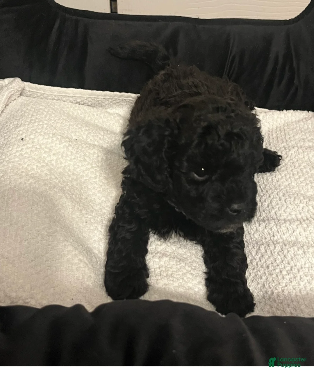 Shihpoo dogs for sale: Shihpoo Puppy 1 - Ad 1