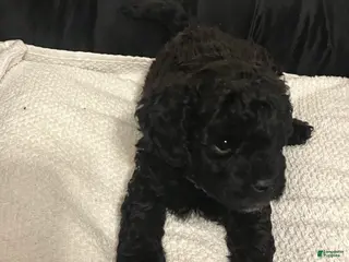 Shihpoo dogs Shihpoo Puppy 1 - Ad 6