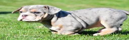 Beabull dogs for sale: Jasmine - Ad 4