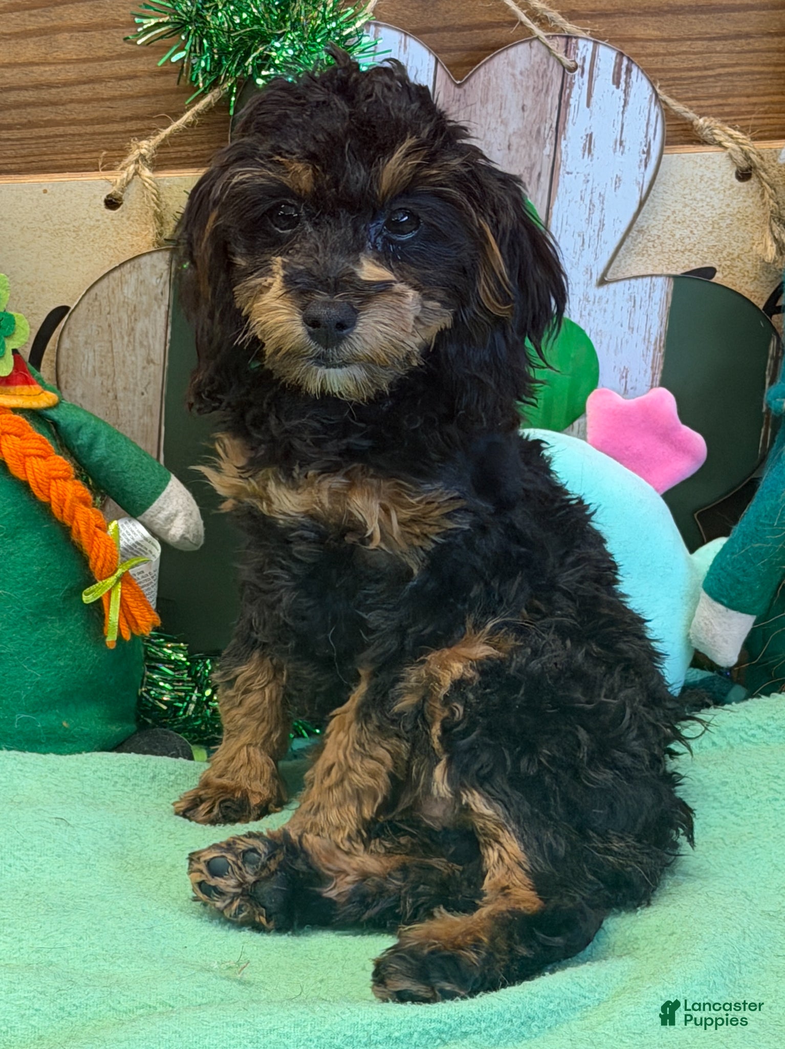 Cockapoo dogs Betsy - Ad 4