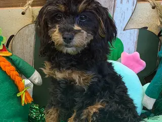 Cockapoo dogs Betsy - Ad 12