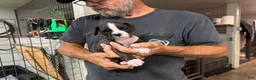 Boxer dogs for sale: Winnie - Ad 5