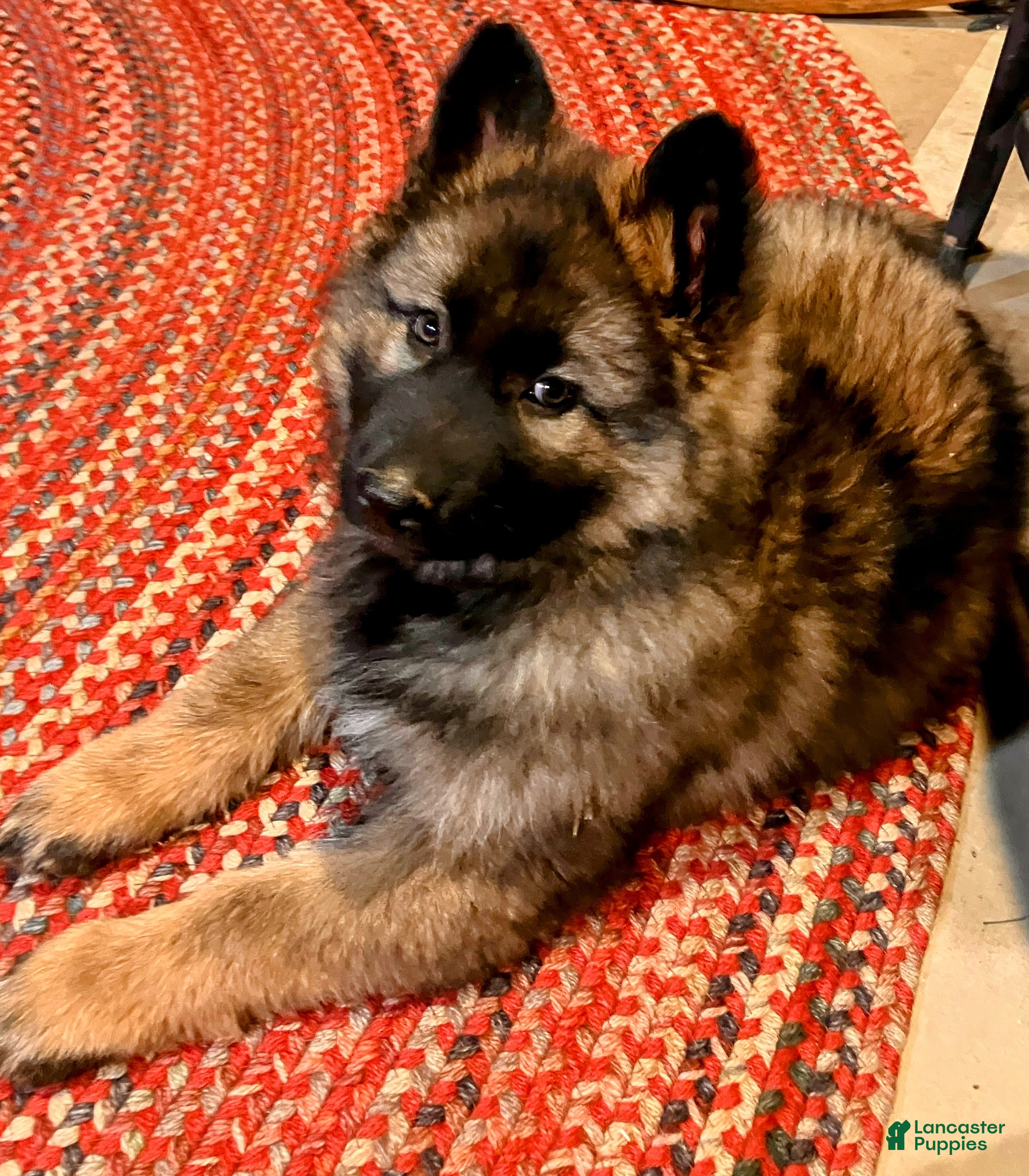 German Shepherd dogs ♥️SWEET SABLE ♥️ - Ad 1