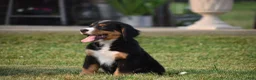 Bernese Mountain Dog dogs for sale: Trevor - Ad 8