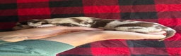 Catahoula Leopard Dog dogs for sale: Catahoula Leopard Dog Puppy 3 - Ad 3