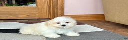 Lhasa Apso dogs for sale: Laura - Ad 5