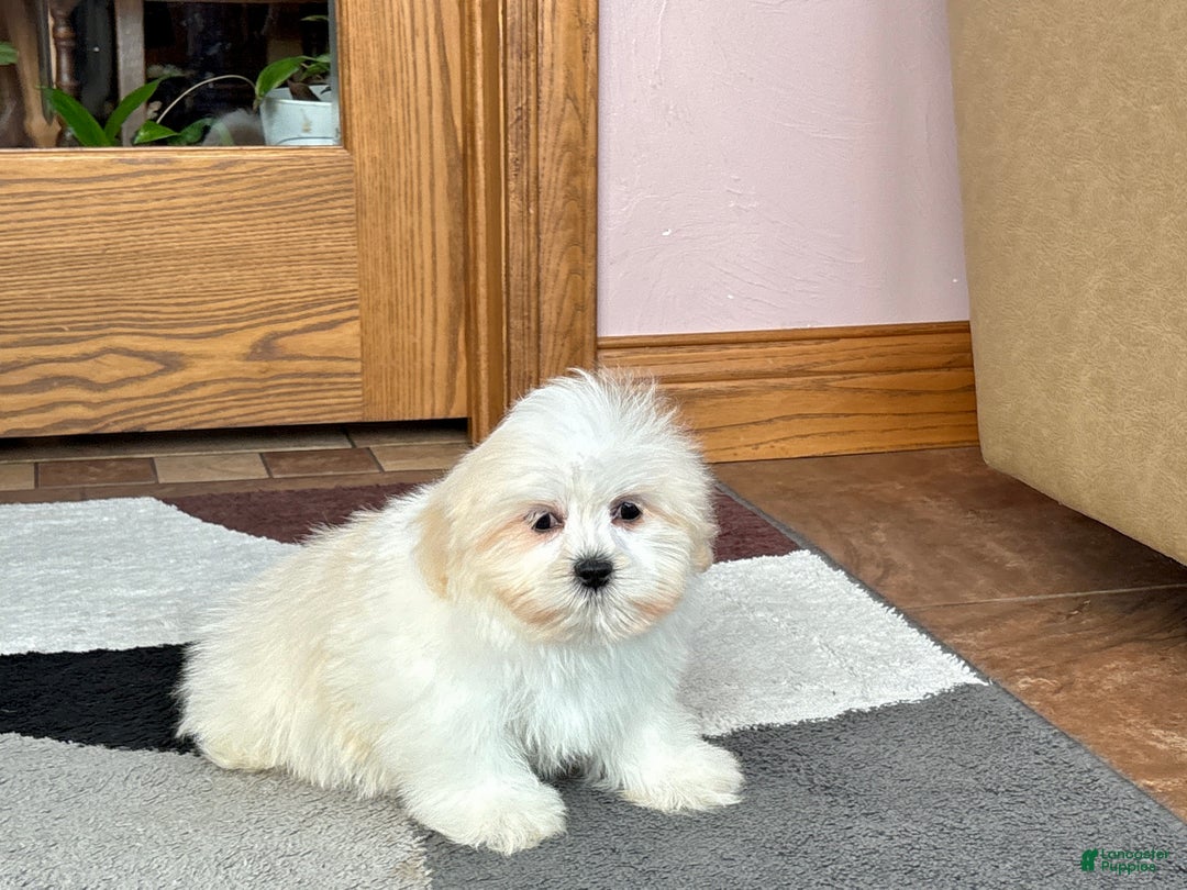 Lhasa Apso dogs for sale: Laura - Ad 5
