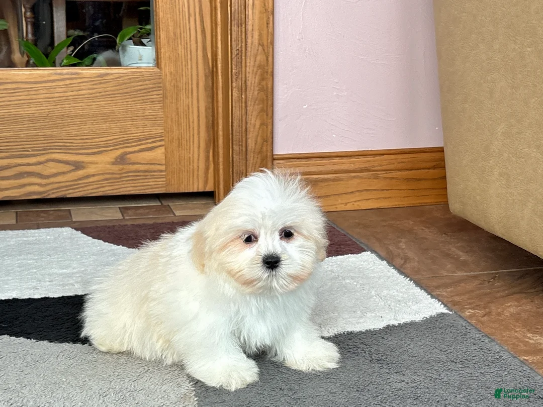 Lhasa Apso dogs for sale: Laura - Ad 5