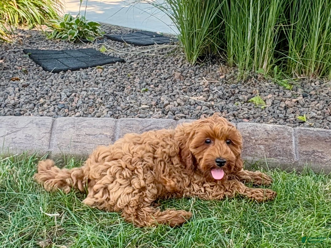 Cockapoo dogs for sale: Henry - Ad 8