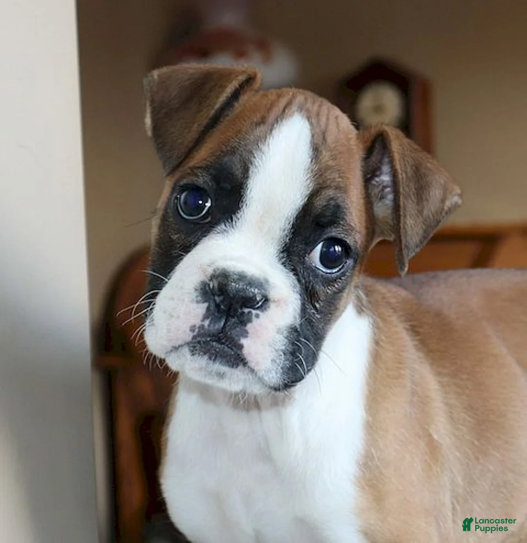Boxer dogs for sale: Juno- Champ lines - Ad 1