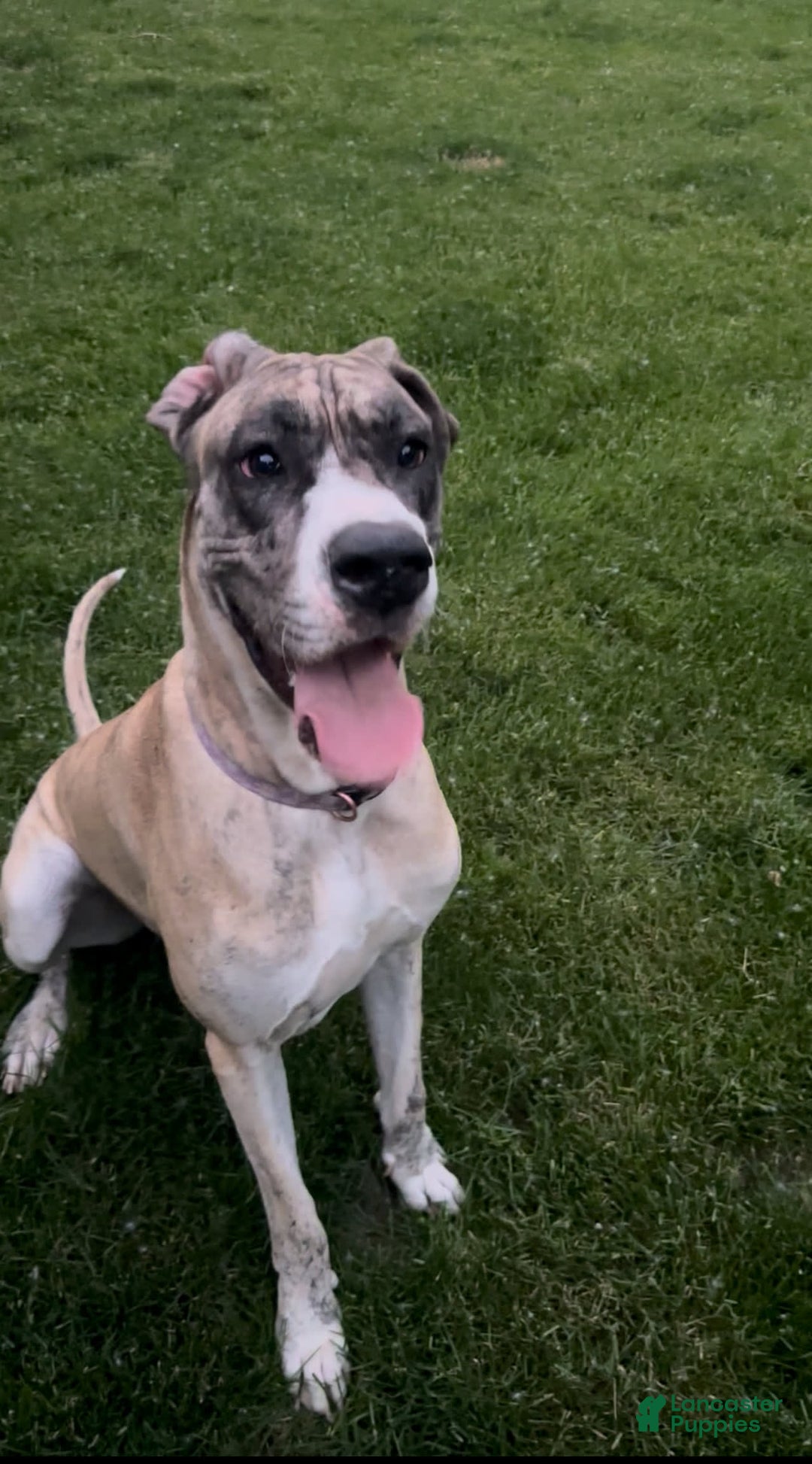 Great Dane Mix Newfoundland Cross Husky Great Dane Mix Newfie