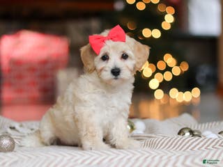 Maltipoo dogs Rosie - Ad 35