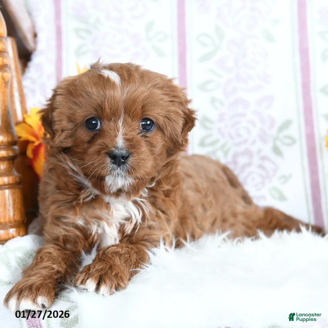Cavapoo dogs for sale: Archie - Ad 2