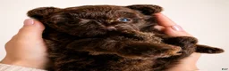 Toy Poodle dogs for sale: Ferrero AKC 75Champion Lines on Pedigree - Ad 2