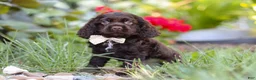 Cocker Spaniel dogs for sale: Denver - Ad 10