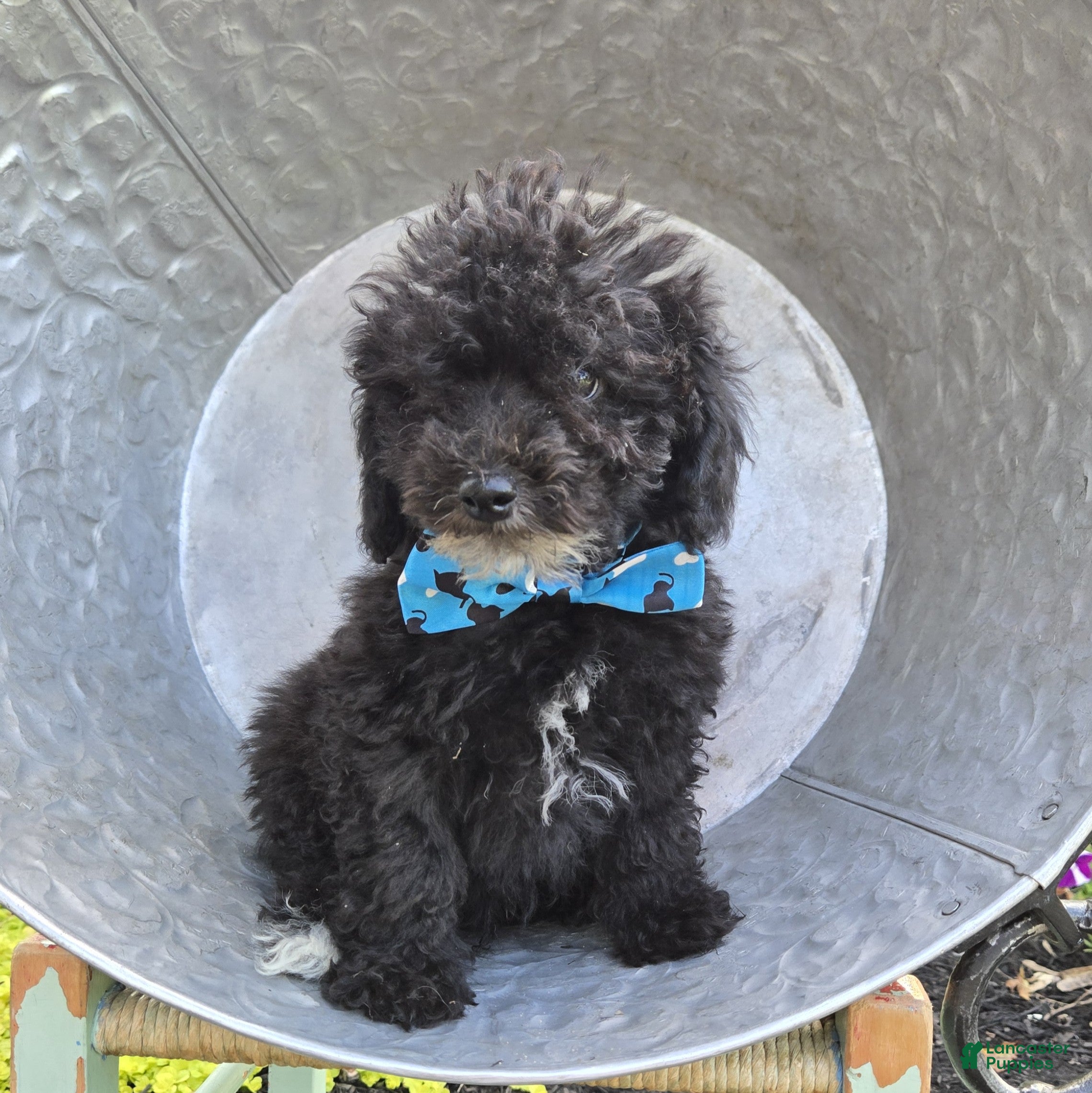 Toy Poodle dogs Billy - Ad 2