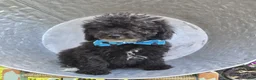 Toy Poodle dogs for sale: Billy - Ad 2