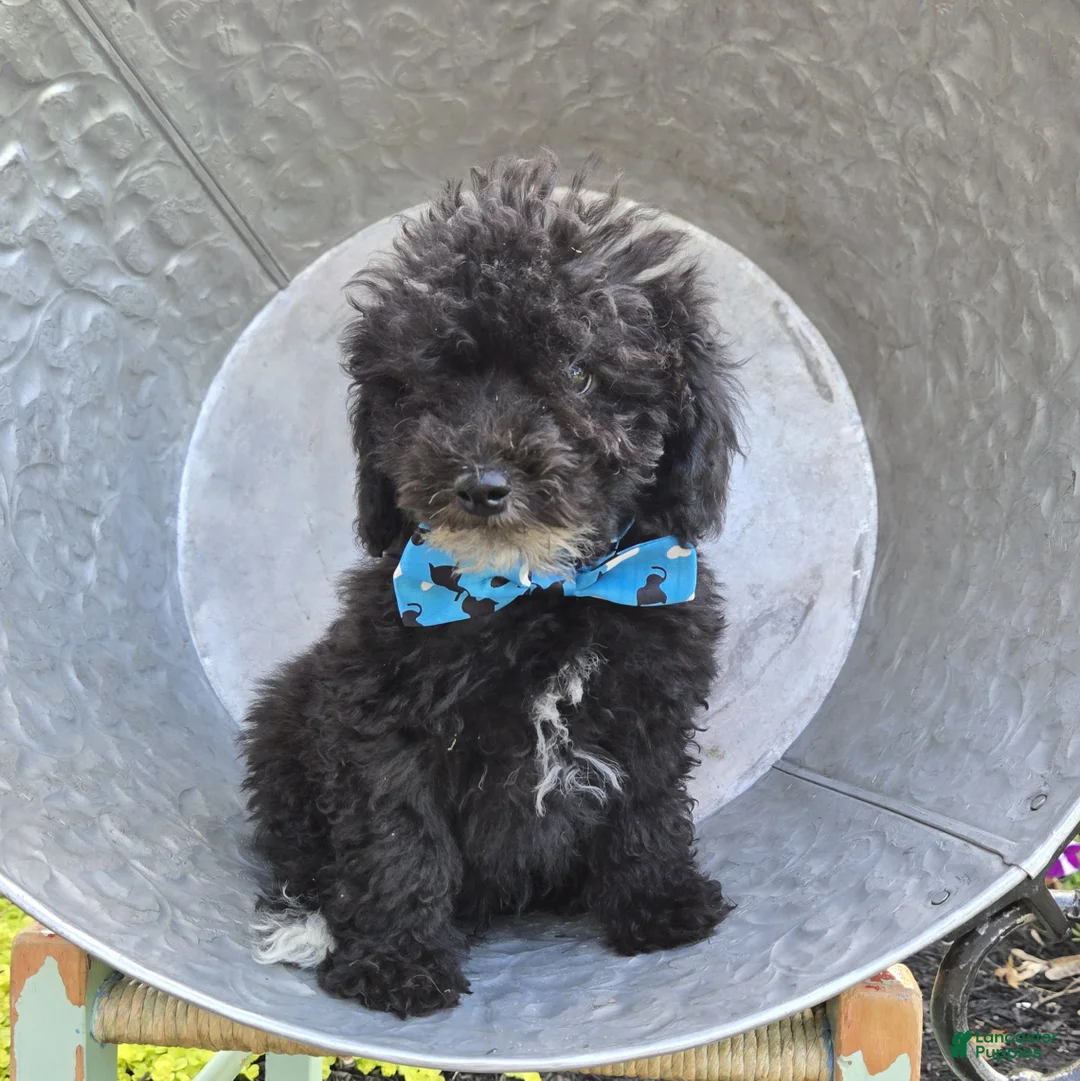 Toy Poodle dogs for sale: Billy - Ad 2