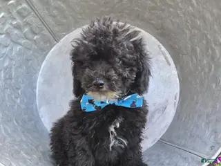 Toy Poodle dogs Billy - Ad 2