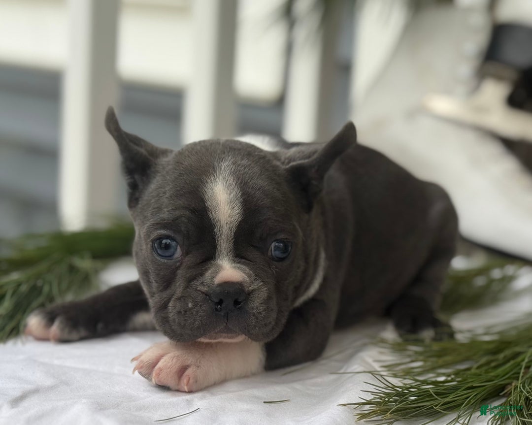 Frenchton dogs for sale: Whitney - Ad 2