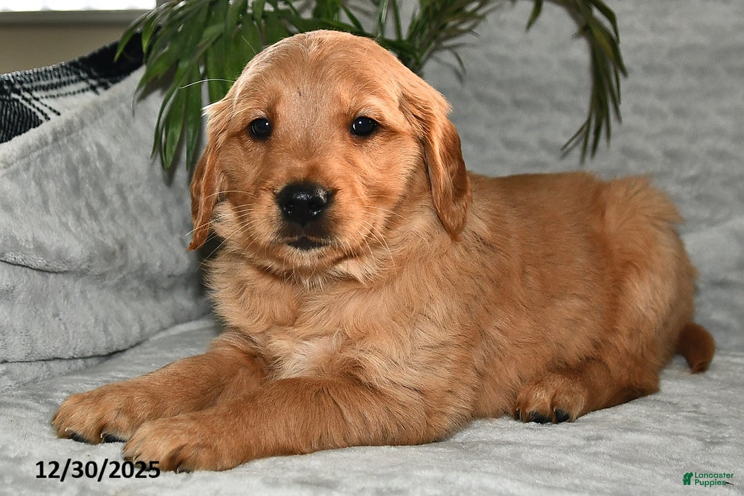 Golden Retriever dogs for sale: Seriphina - Ad 2
