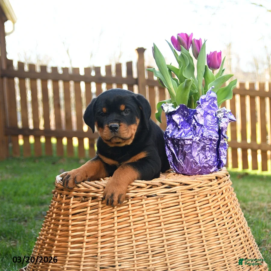 Rottweiler dogs Leo  - Ad 1
