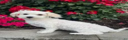 Mixed Breed dogs for sale: Labanon - Ad 4