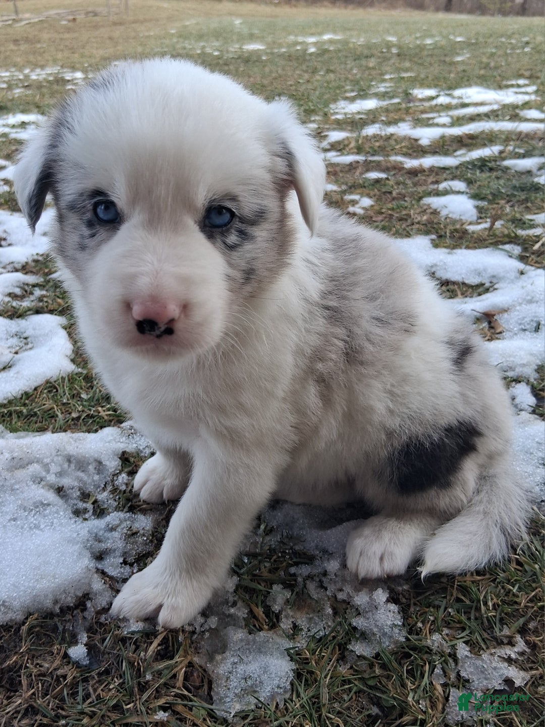 Border Collie dogs for sale: Max - Ad 1
