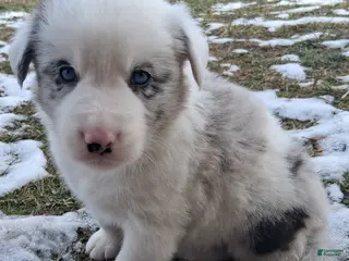 Border Collie dogs Max - Ad 18