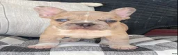 French Bulldog dogs for sale: French Bulldog 2 - Ad 2