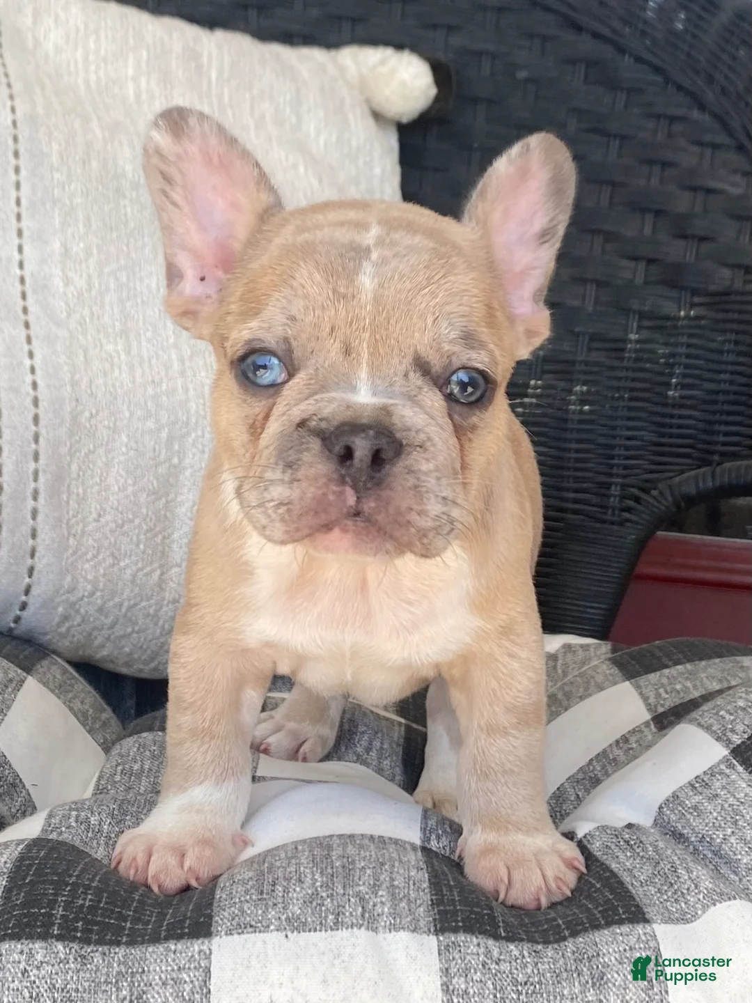 French Bulldog dogs for sale: French Bulldog 2 - Ad 2