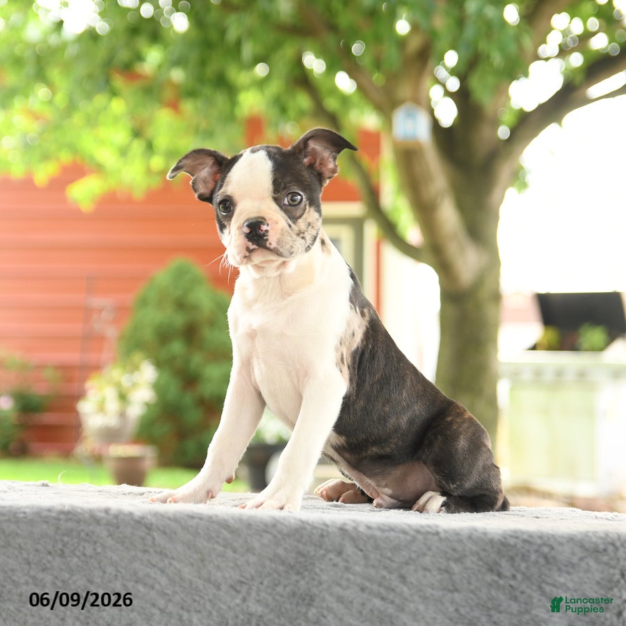 Boston Terrier dogs Romeo - Ad 2