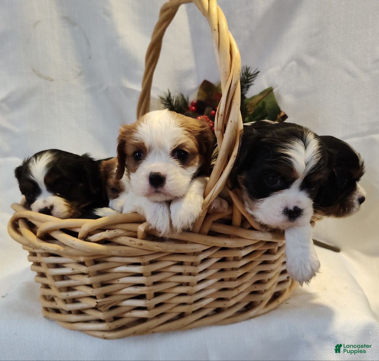 Cavalier King Charles Spaniel dogs Matt - Ad 10