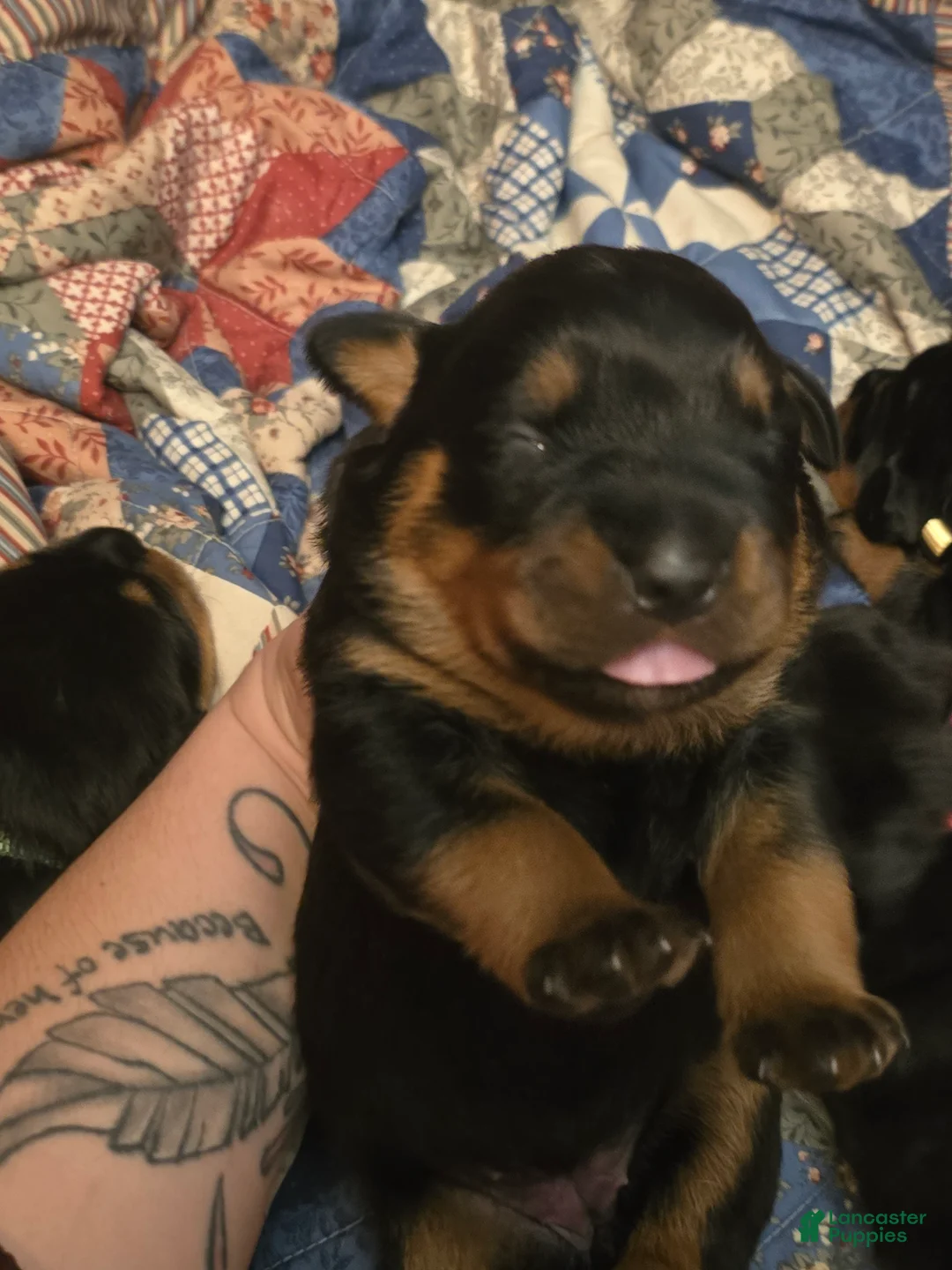 Rottweiler dogs for sale: Rottweiler pink collar Puppy 3 - Ad 2
