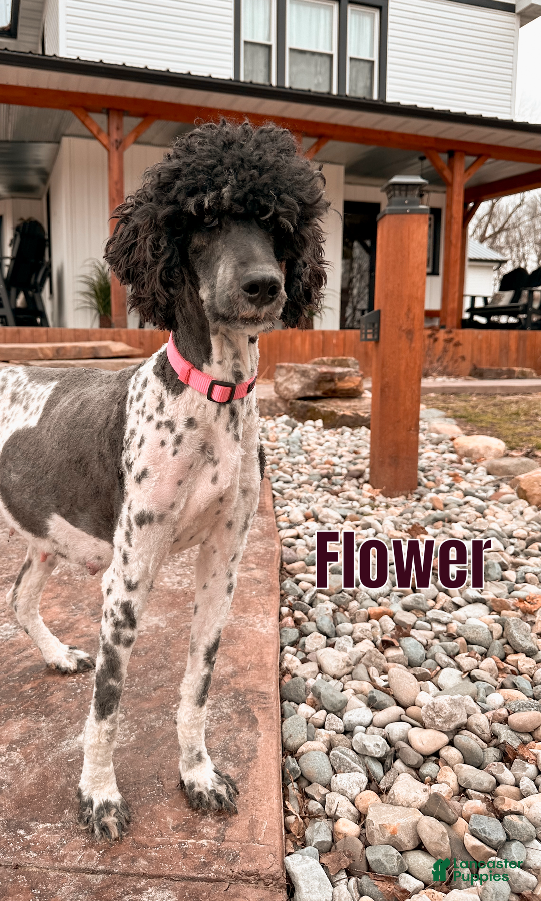 Mixed Breed dogs for sale: Felix - Ad 9