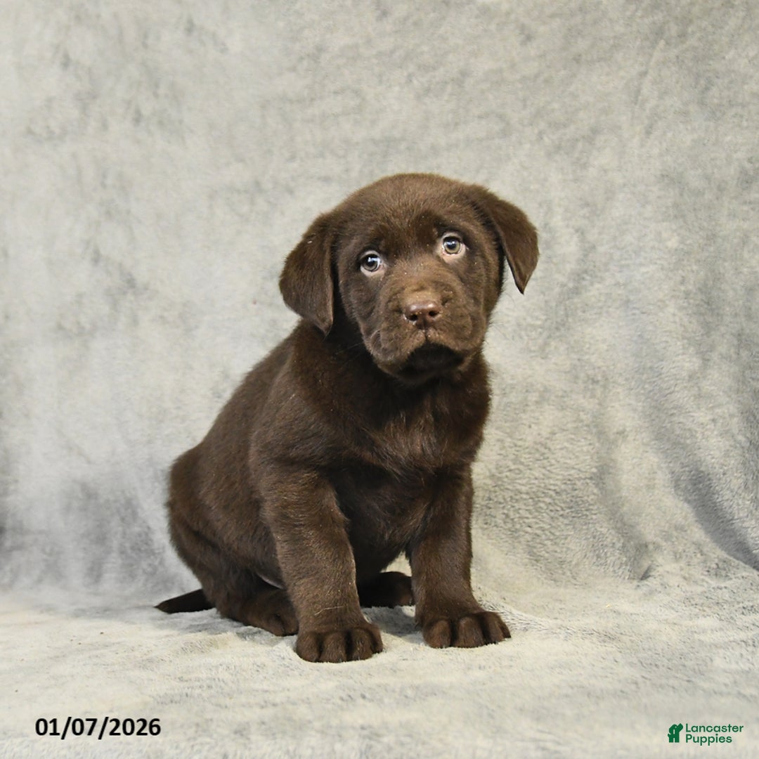 Labrador Retriever dogs for sale: Buster - Ad 1