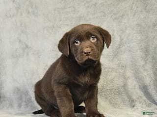 Labrador Retriever dogs Buster - Ad 39