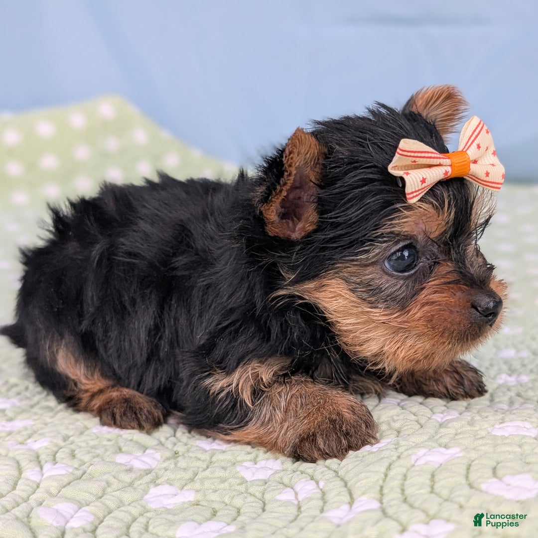 Yorkshire Terrier dogs for sale: Shortbread - Ad 2