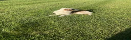 Australian Shepherd dogs for sale: Blue Eyes Red Merle Australian Shepherd  - Ad 8
