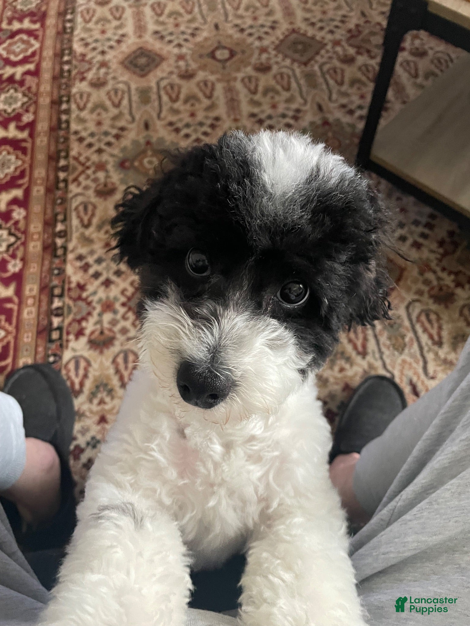 Shihpoo dogs Shihpoo 4 - Ad 2