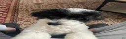 Shihpoo dogs for sale: Shihpoo 5 - Ad 2