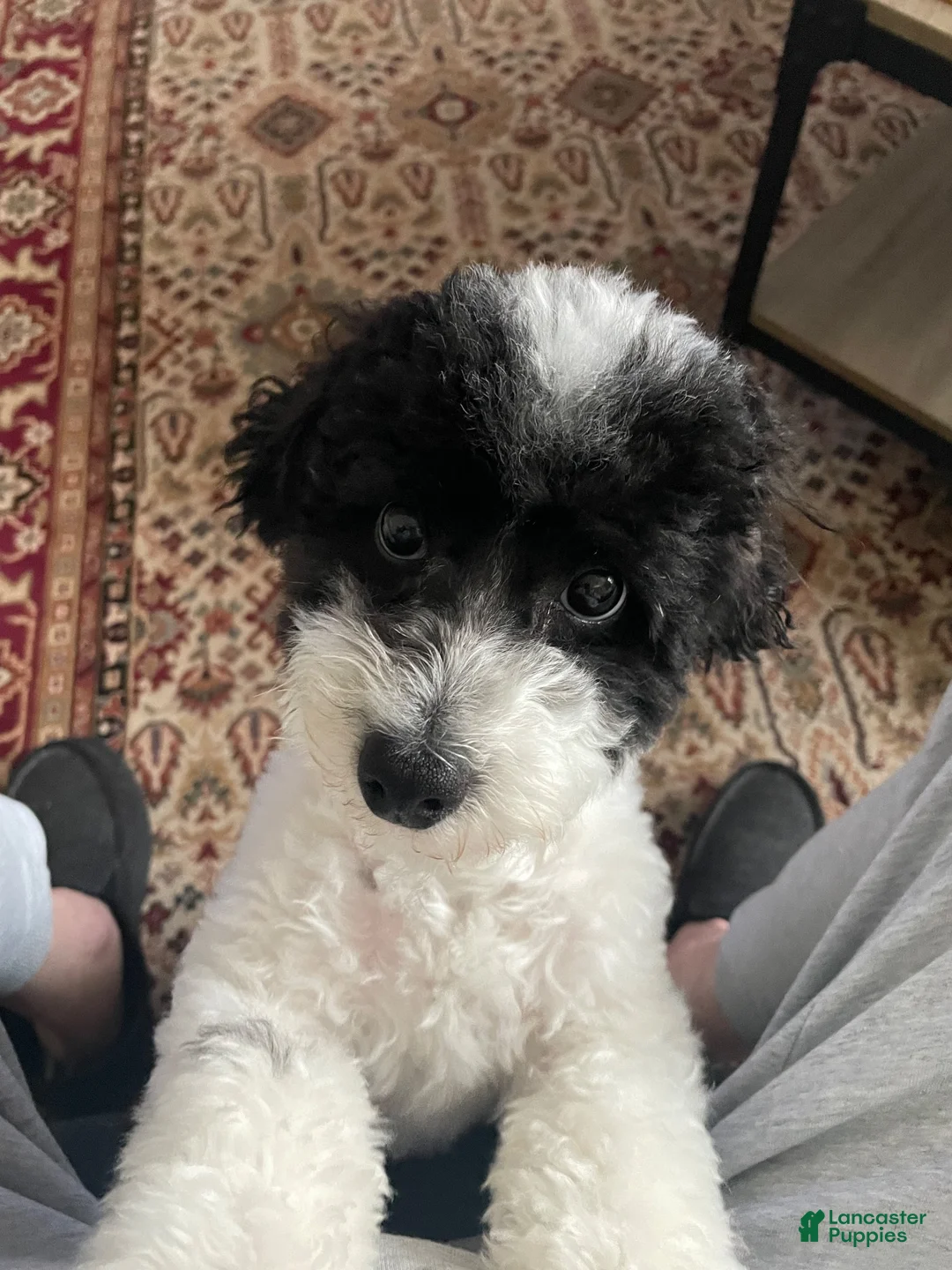 Shihpoo dogs for sale: Shihpoo 5 - Ad 2