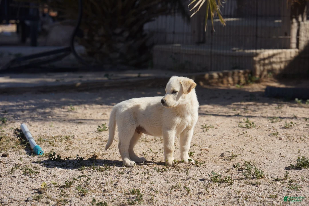 Mixed Breed dogs for sale: Toes M Lorek - Ad 18